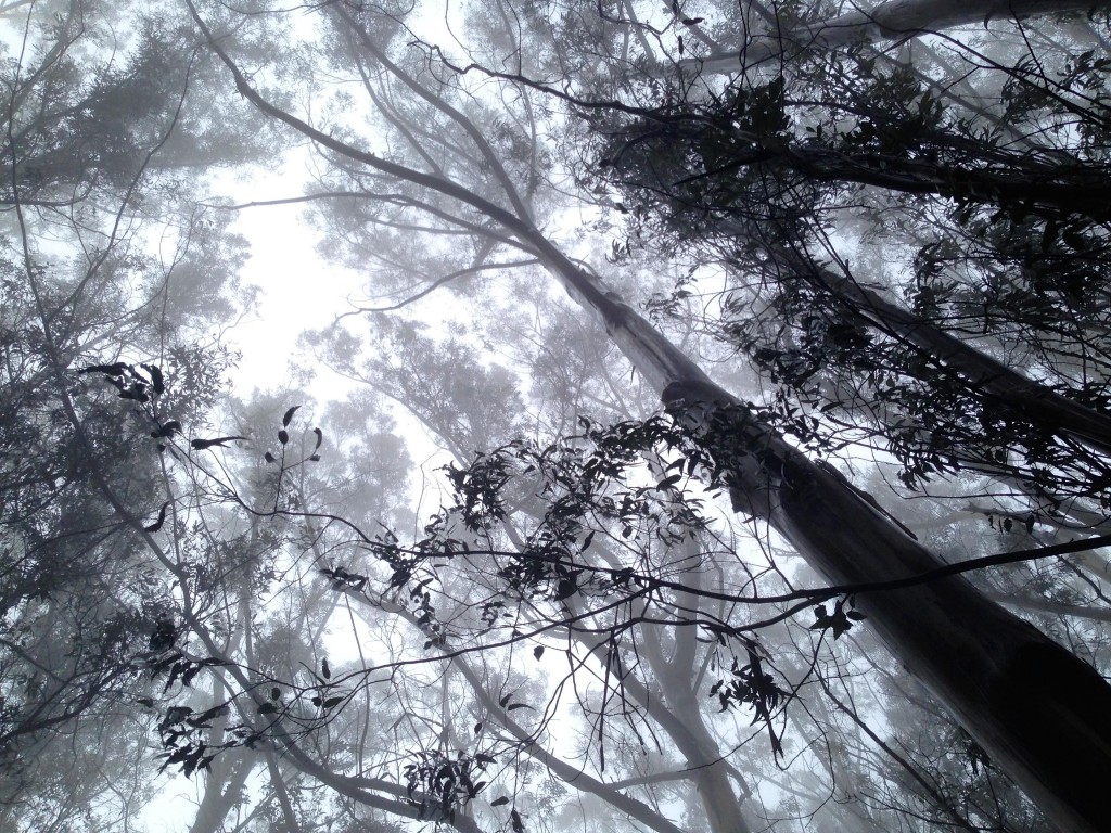 San Pedro County Park, Pacifica